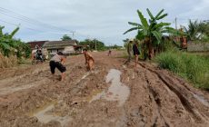 Permalink to Akibat Jalan Rusak Siswa Malas Berangkat Ke Sekolah, Kades Tirta Laga Mengambil Tindakan Gotong Royong. Berharap Pemda Mesuji Berikan Perhatian